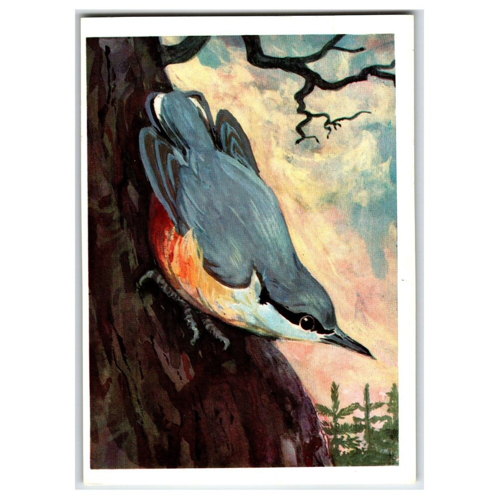Nuthatch Bird Art Card 1979 USSR Izobrazitelnoe Iskusstvo Vintage Postcard